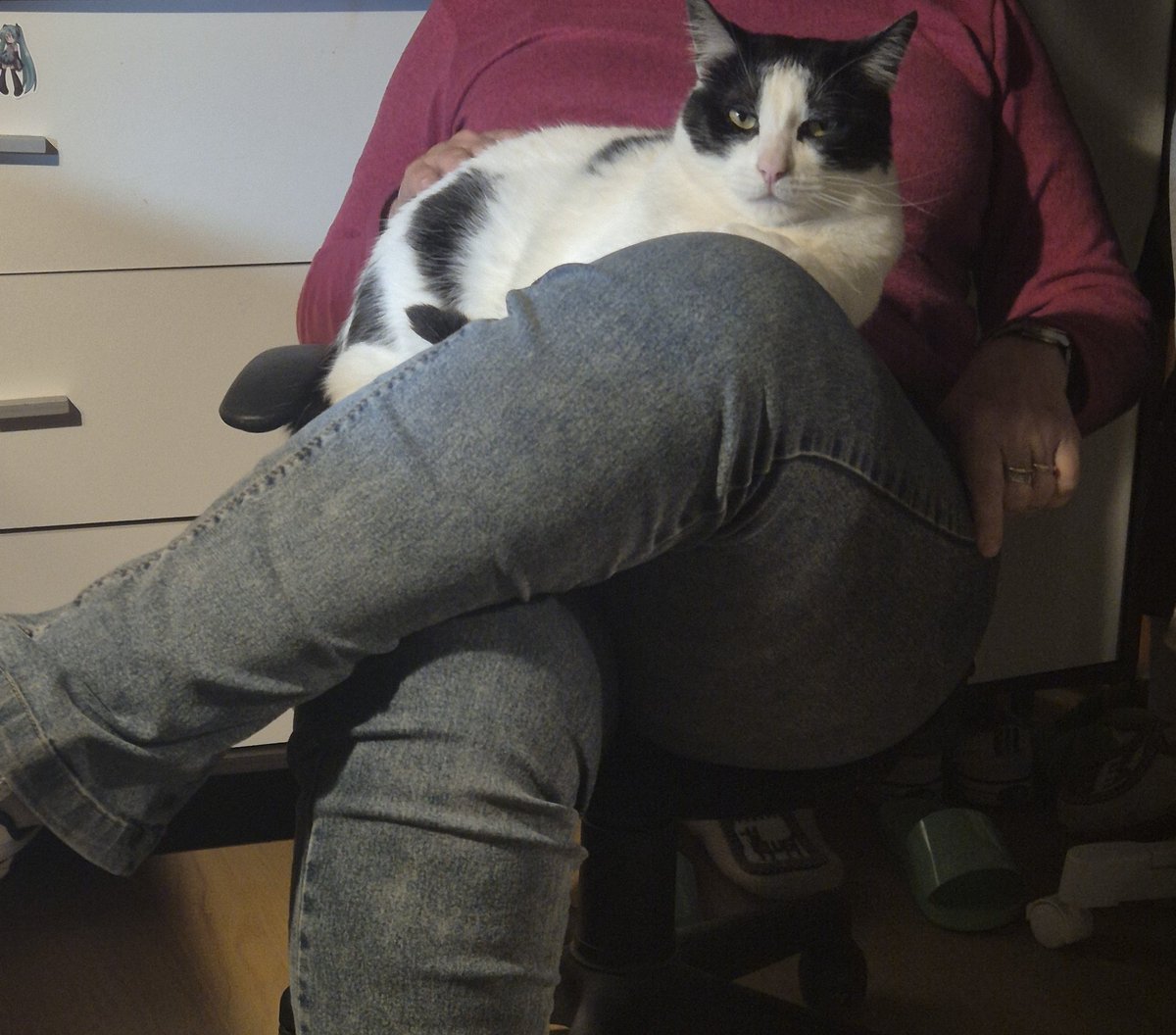 stayinhoIIywood's tweet photo. estoy haciendo catarsis con mi vieja y vino el gordo puto de mi gato a escuchar todo, te regocijan mis desgracias boludazo? que me miras asi? https://t.co/liWD6Qz53l