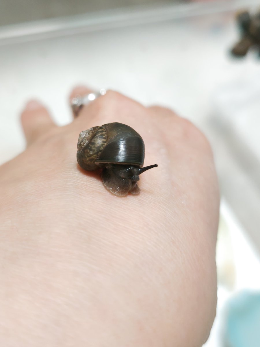 カタツムリ様 stock-photo-snails-cuban-land-
