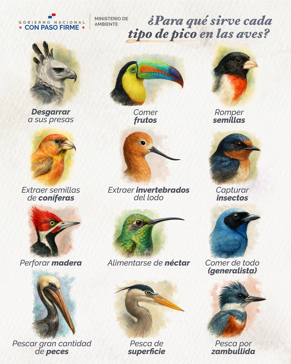 Las aves tienen adaptaciones increíbles según su forma de alimentarse, algunas perforan madera, otras pescan, rompen semillas o extraen néctar.
Cada forma de pico revela el papel que cumplen en el equilibrio de nuestros ecosistemas.