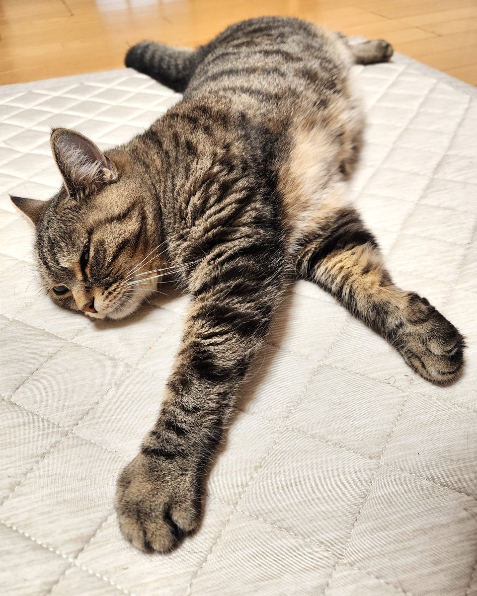 ashinagamanbibi's tweet image. 今日の業務、全力でやり切ったにゃ💨
もう動けない…たぶん明日も…

#ビビひとこと言わせて #猫あるある #癒しの夜