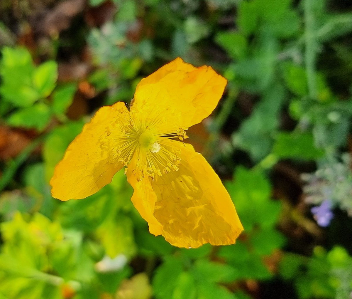 Es blüht noch immer dies und das ....