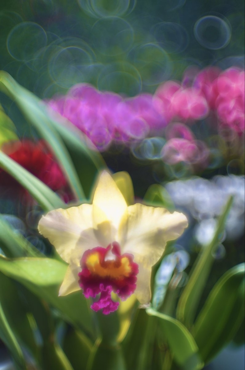 leica_summicron's tweet image. #カトレア #シクラメン #thambar #タンバール