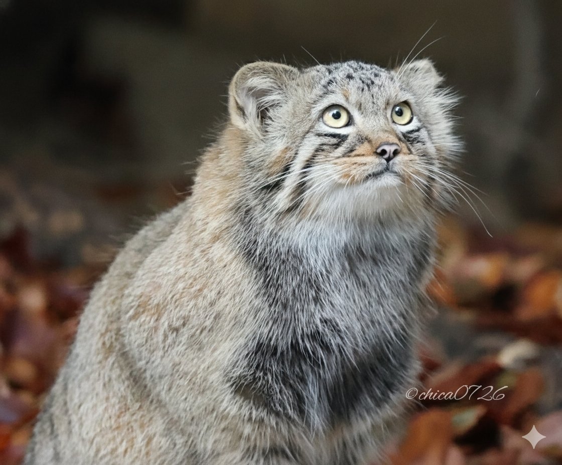 chica0726-cats&animals on X