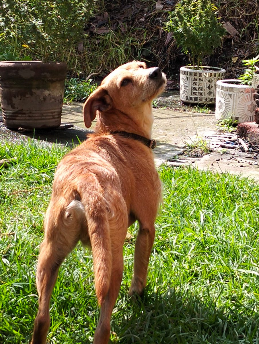 Amigos seguimos buscando familias para estos chaparros, tienen 2 años aprox, protocolo de salud completo, rescatados de maltrato.
Ya es hora de que tengan todo el amor que sus antiguos dueños les negaron.por favor 🙏🏼 
#rt #comparte #sos 
Si no puedes adoptar a alguno de ellos