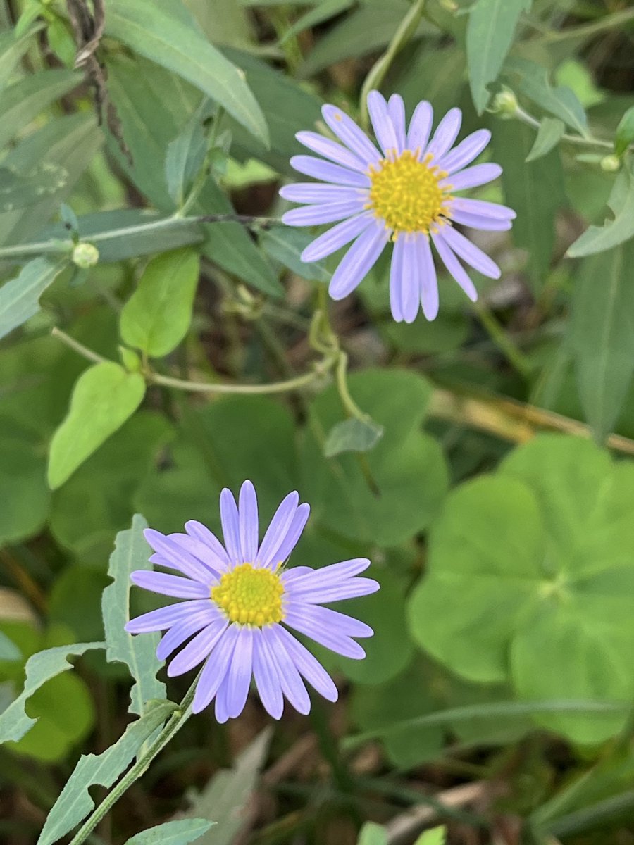 siuma32 ̥୭*✼̥　Ｍ＆Ｍソマシードリンク siuma32 ̥୭*✼̥ M&M ソマシードリンク MSGM-MSGM patterned