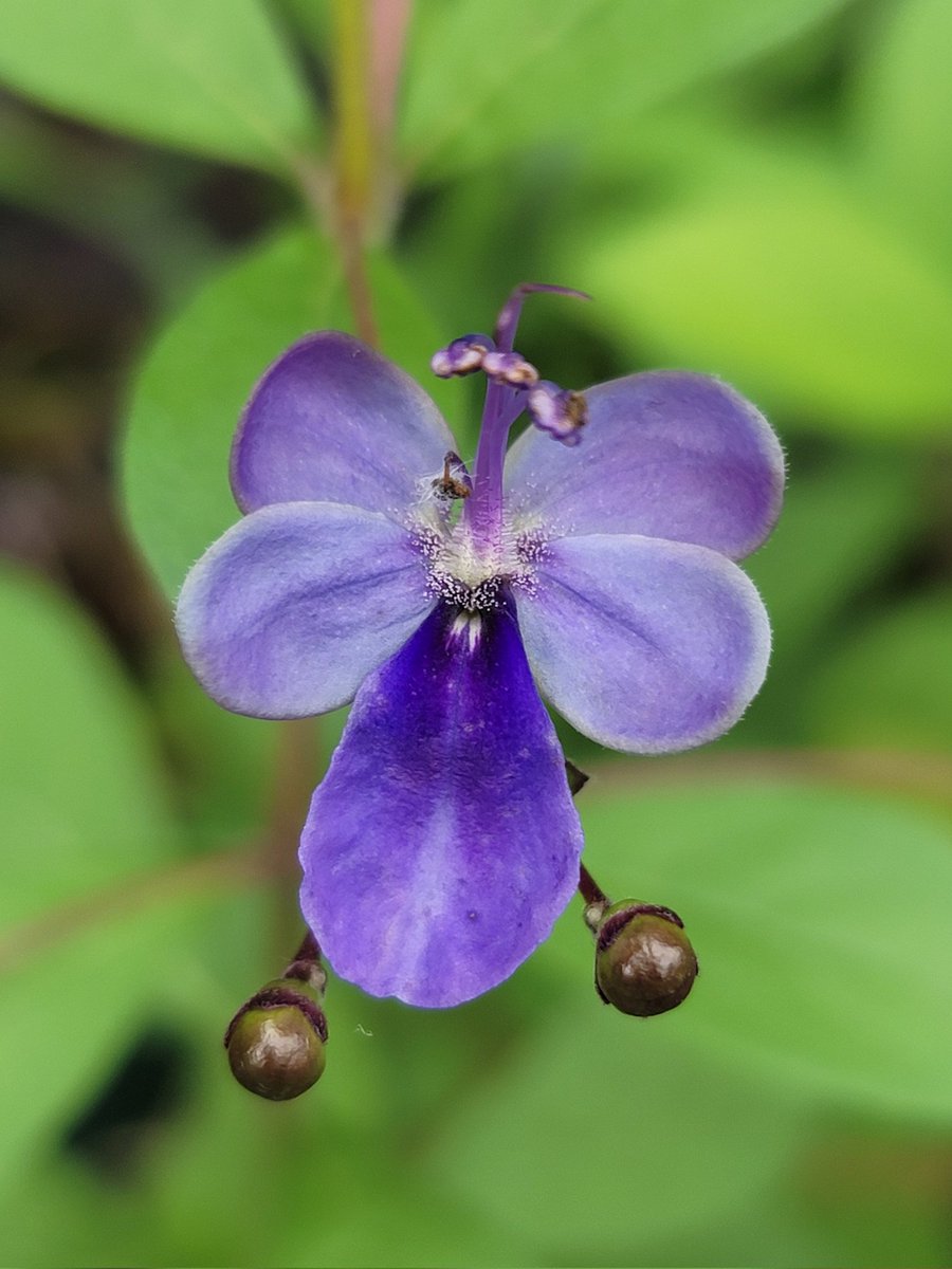 街中の幸せ 小路on X