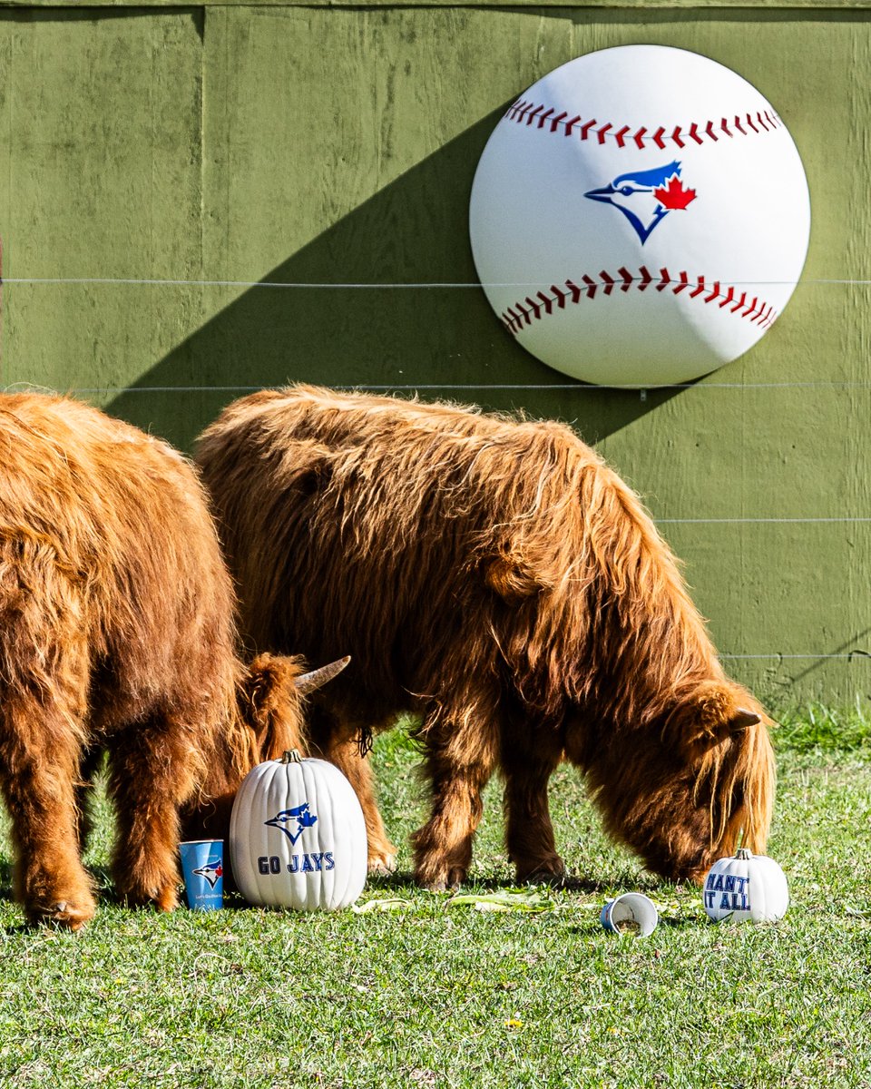 TheTorontoZoo's tweet photo. It’s Game 4, and we’re feeling moo-tivated! 💙⚾
Your Toronto Zoo’s Highland cow is showing off that championship fluff as the @bluejays look to seal the deal 🐾🔥
Use code BlueJays2025 for 10% off Zoo admission at https://t.co/TcXmA6Cu4Y (til Nov 7). #LightUpLetsGo #WANTITALL https://t.co/FirbI5oX0m