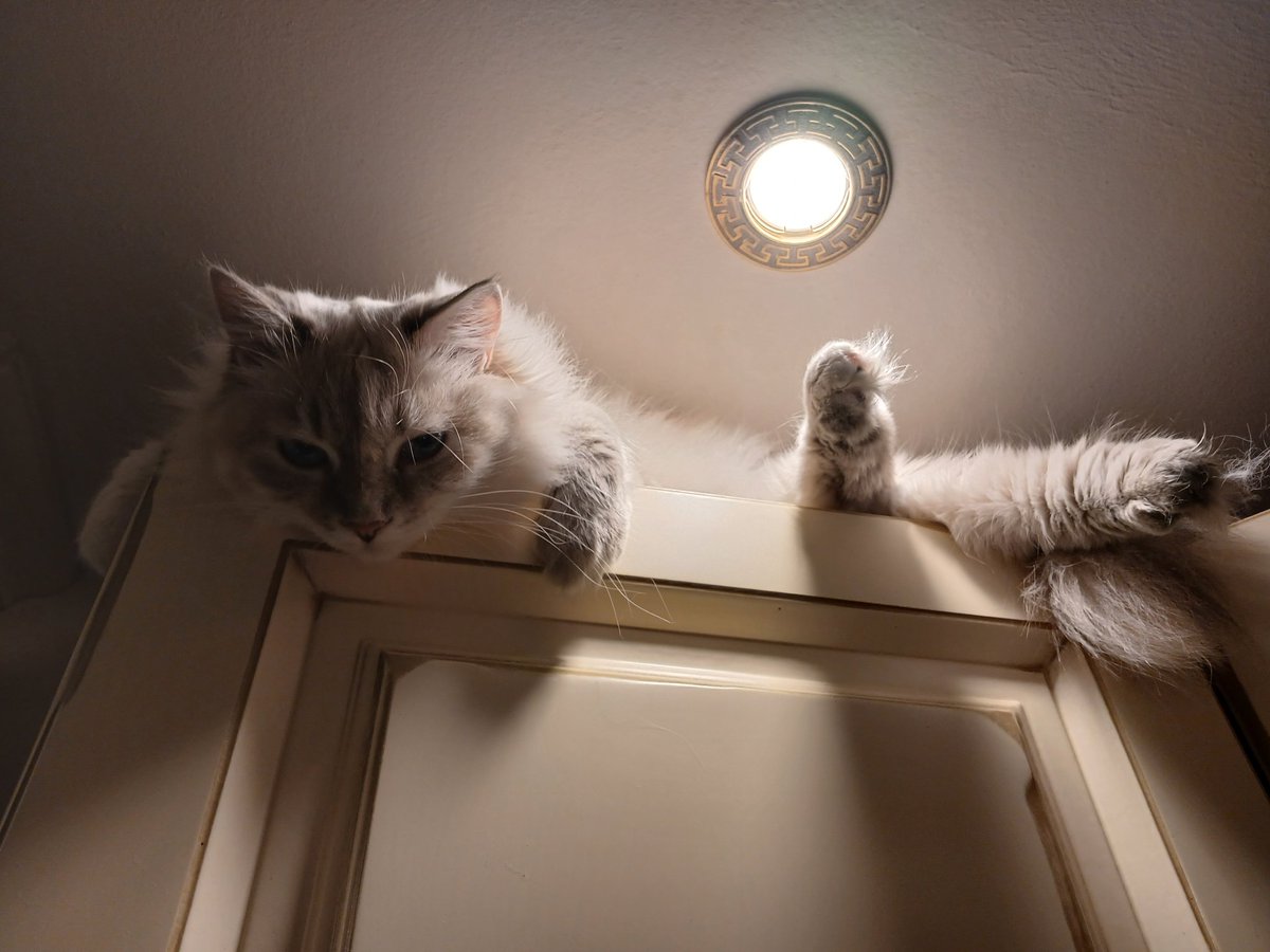 Кошочка Афина до ночного жора с женщиной и после