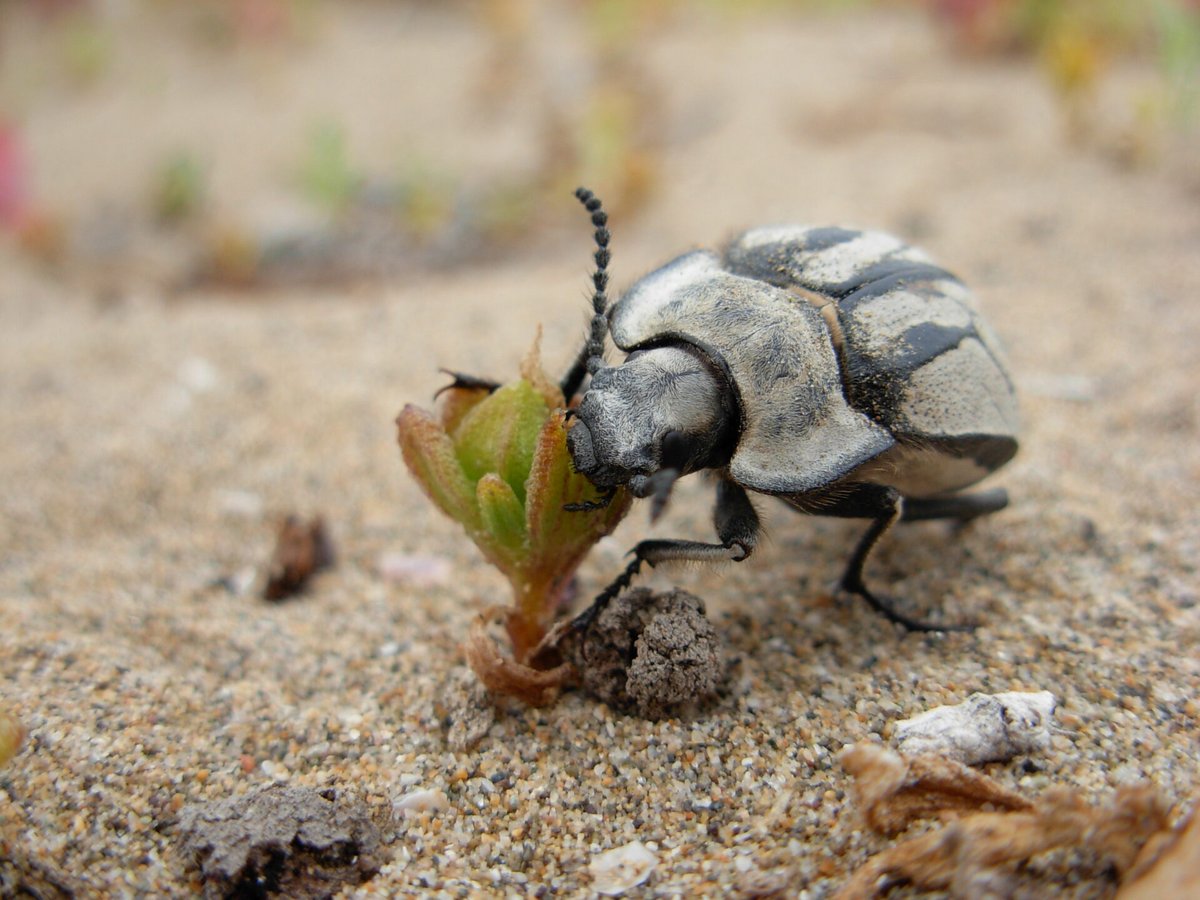 ladera_sur's tweet image. 🪲☺️ Las vaquitas del desierto, endémicas de Chile, no solo participan en el espectáculo del Desierto Florido, sino que cumplen un papel clave en la regeneración del suelo y la dinámica ecológica del norte del país.

👉Conócelas aquí laderasur.com/articulo/vaqui…