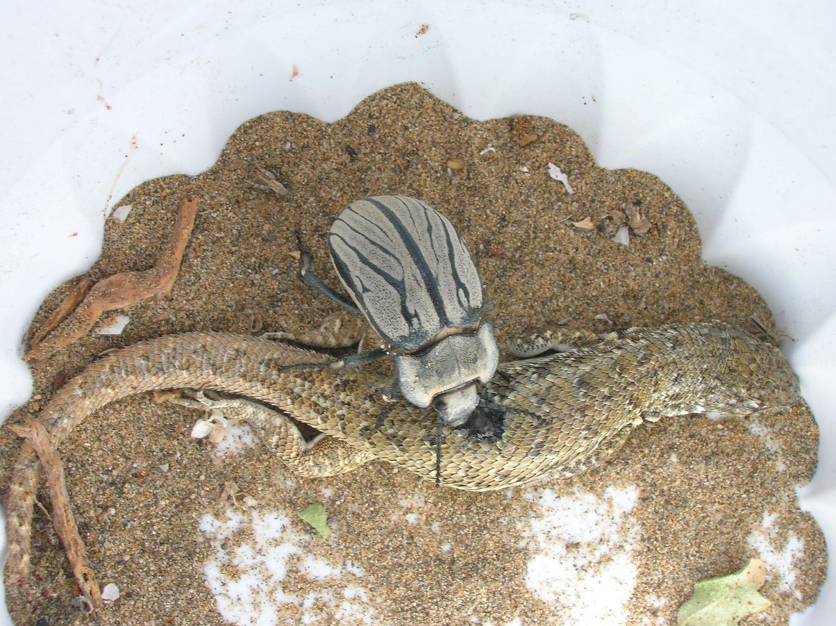 ladera_sur's tweet image. 🪲☺️ Las vaquitas del desierto, endémicas de Chile, no solo participan en el espectáculo del Desierto Florido, sino que cumplen un papel clave en la regeneración del suelo y la dinámica ecológica del norte del país.

👉Conócelas aquí laderasur.com/articulo/vaqui…