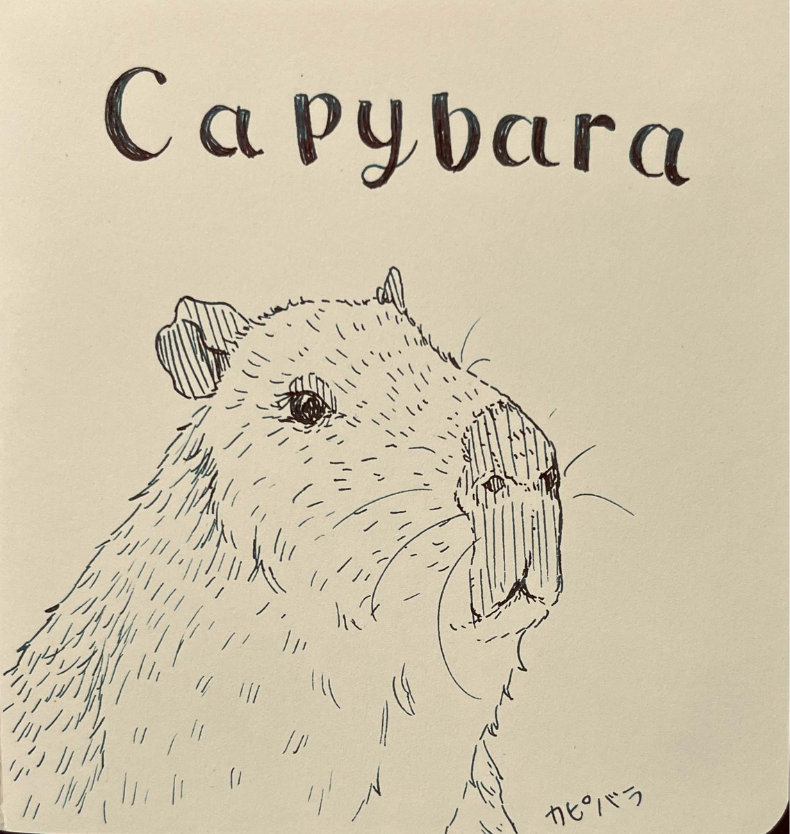 kapikingu's tweet image. カピバラ/Capybara

#PenAndInk #inkdrawing #animalart