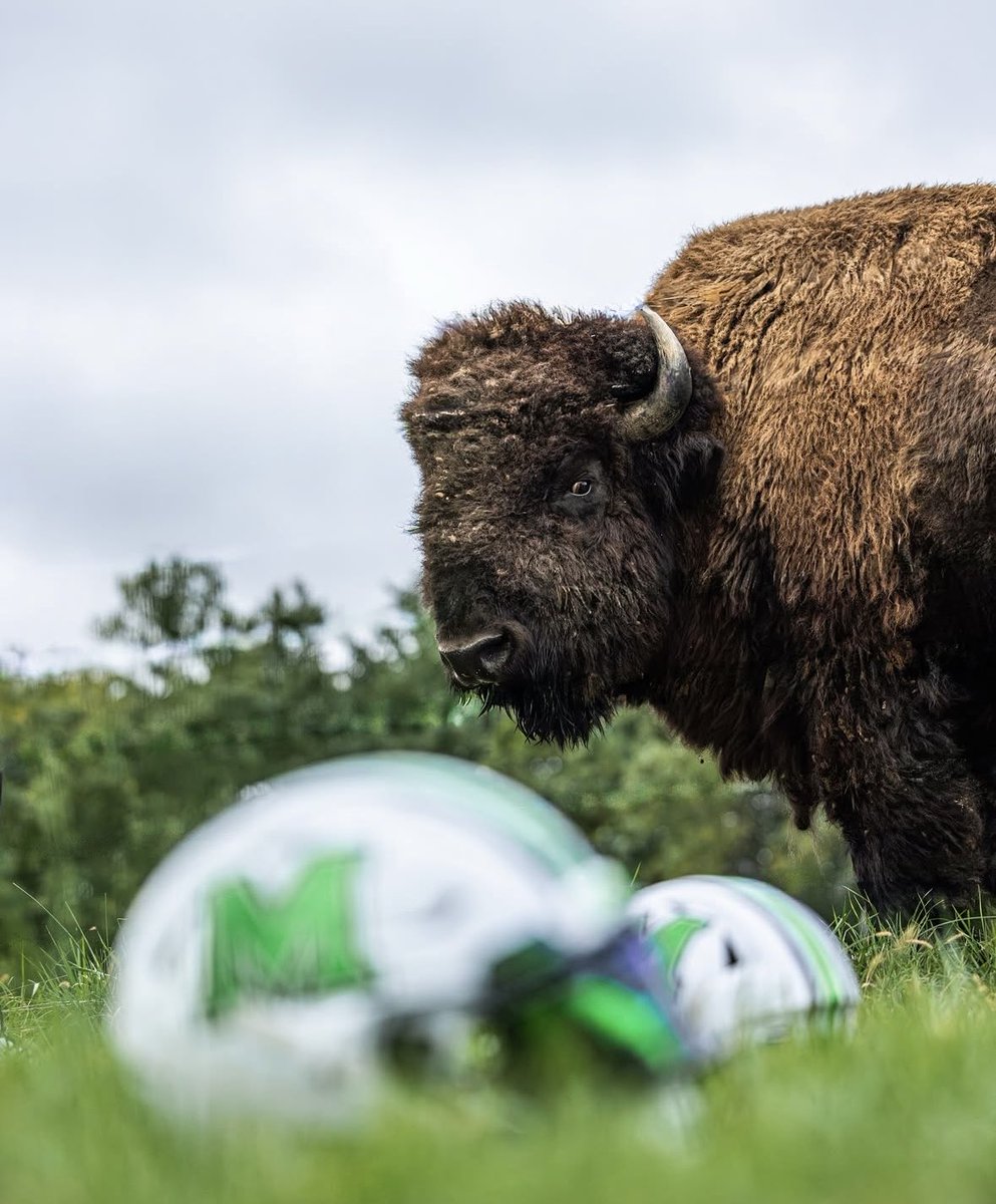 The Herd Scoop tweet media