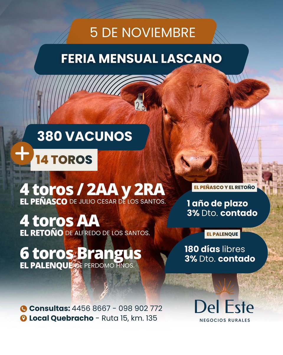 📣 Feria general mensual con 380 vacunos inscriptos al momento y entrando. 

🐂 Además saldrán a la venta 14 toros de Cabaña El Peñasco, El Retoño y El Palenque. 

🗓️ Miércoles 5 de noviembre.

📍 Local Quebracho, Lascano, Rocha. Ruta 15, km 135.5 

Los esperamos!