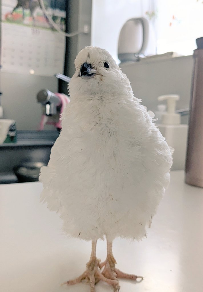 ポポチョロ🐦💨 (@1b4fc39ec9e04d3) / Posts / X