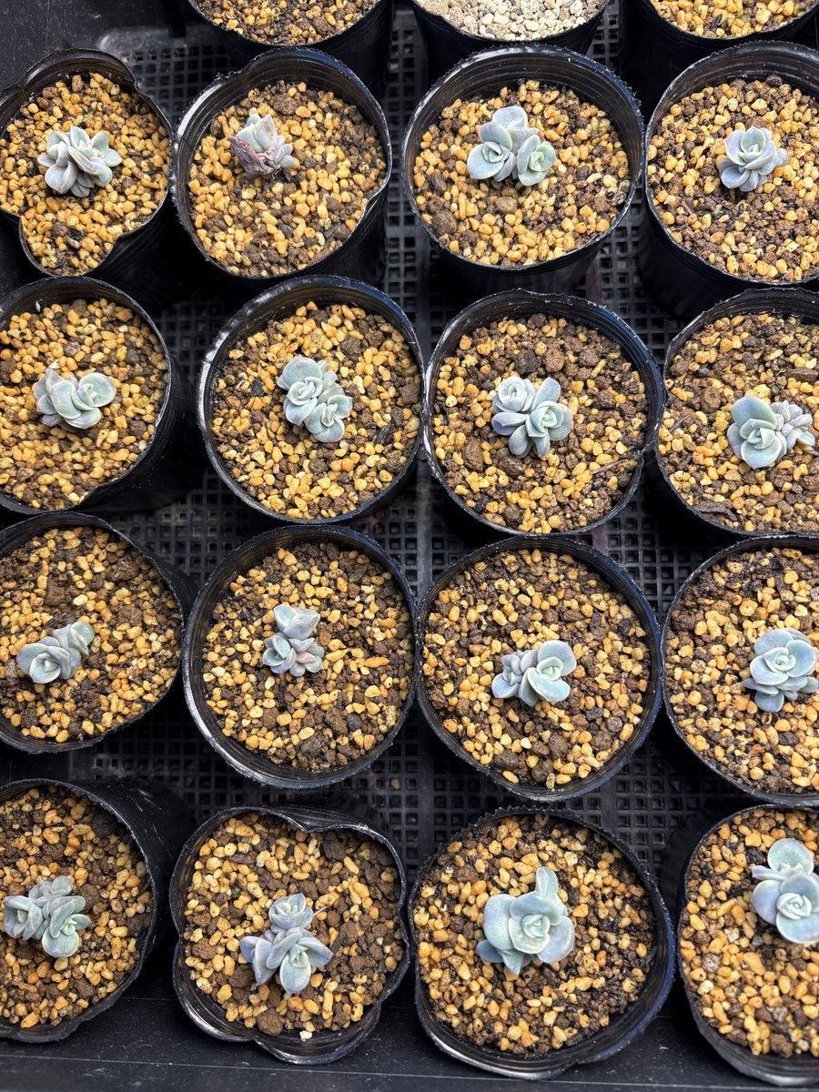 TANIKU様 タニタ コンディションセンサー｜TC-421-IV｜[通販]ケーズデンキ