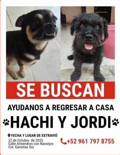xevtfm's tweet photo. 🐾 #AlertaPerruna | Buscan a #Hachi y a #Jordi 🔎
Se extraviaron en calle Almedros esquina con Naranjos en la colonia #GaviotasSur 📍 #Villahermosa
Más información en la imagen 🐶