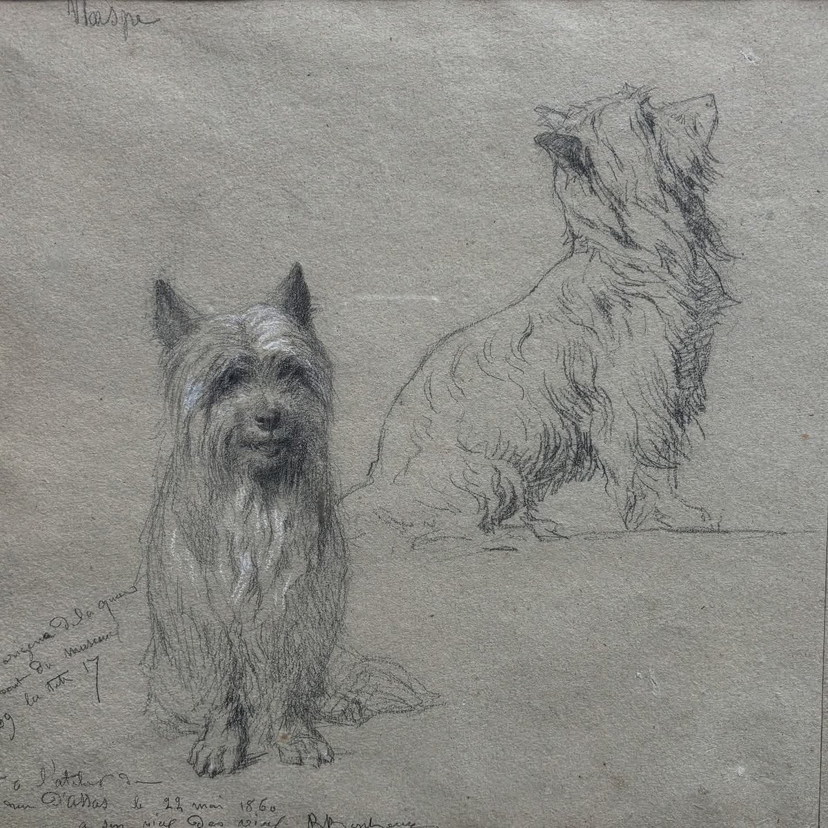 Le saviez-vous ? 
​Le chien <a href="/RosaBonheur/">Rosa Bonheur ⭐💃</a>, Wasp, cadeau de son agent Ernest Gambart, a été immortalisé dans un de ses derniers croquis daté du 22 mai 1860 à l'atelier rue d’Assas. Peu après, elle partait <a href="/ChateauDeBy/">Musée Rosa Bonheur</a>
Quelle est l'origine du nom de son chien ?