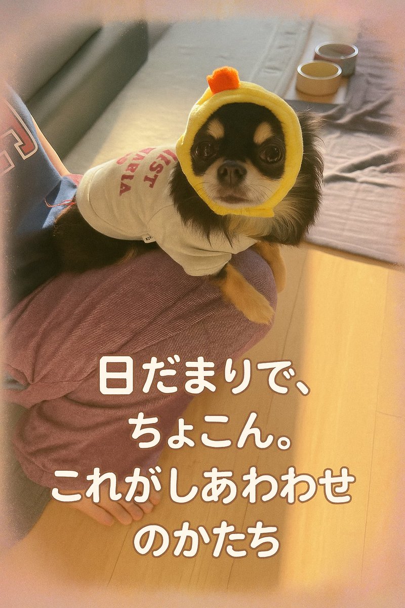 🐾チワワのジロウさん🐾 (@tbk17131437) / Posts / X