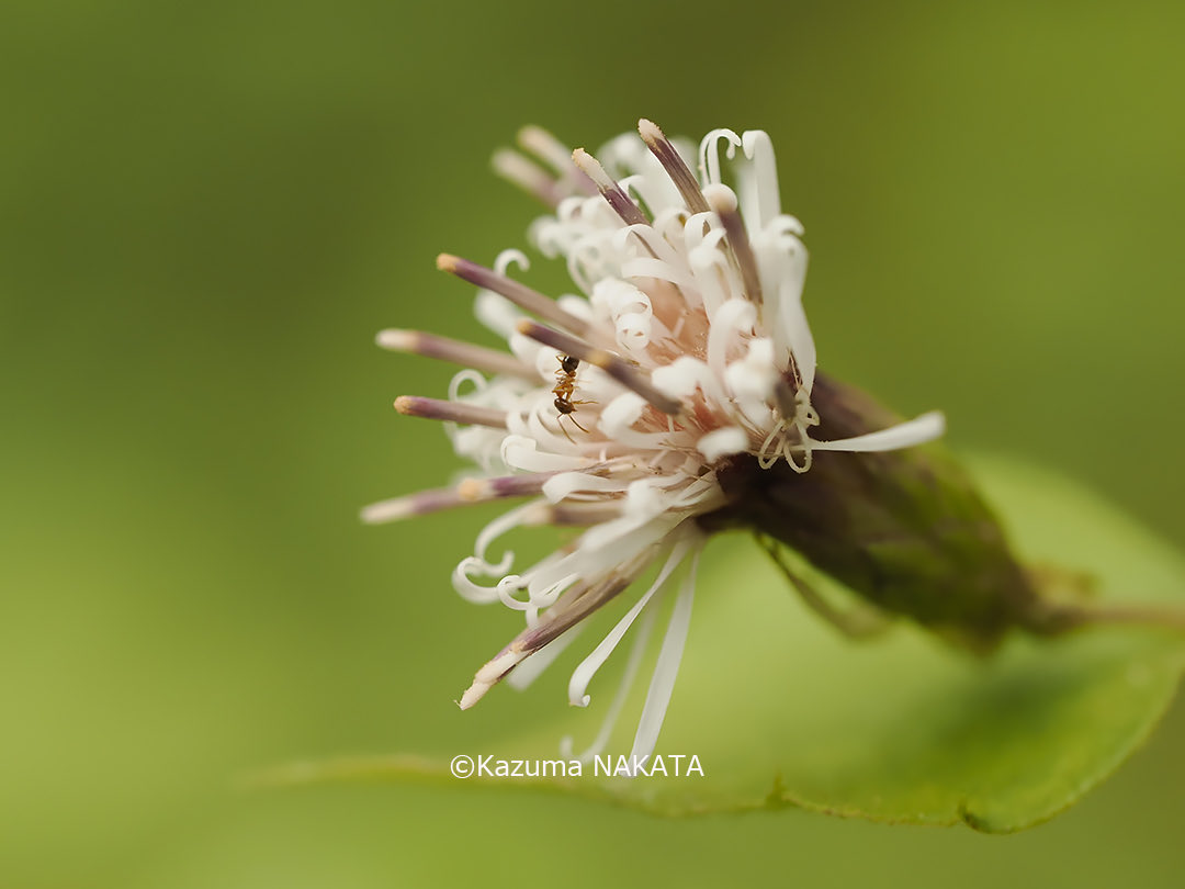 SantaMariaNobella ACQUA カキカキ SantaMariaNobella ACQUA カキカキ SantaMariaNobella ACQUA カキカキ