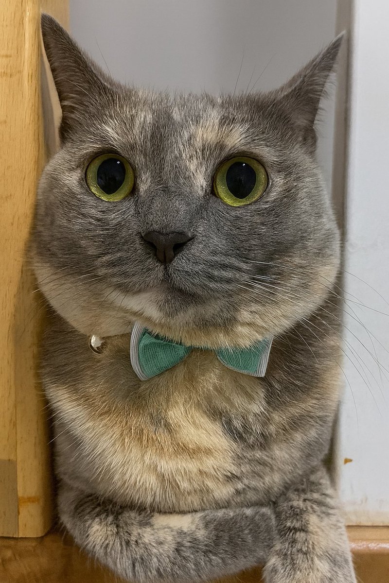 Just Elizabeth Cat tweet media