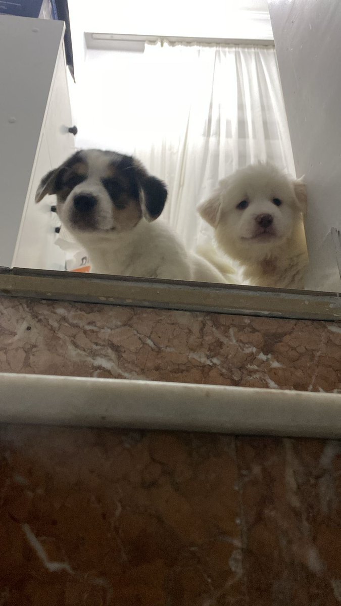 Yuva ilanı mı o ?! Yoksa ömürlük yuvamızı mı bulacağız ağğğğğ🤩 #satinalmasahiplen