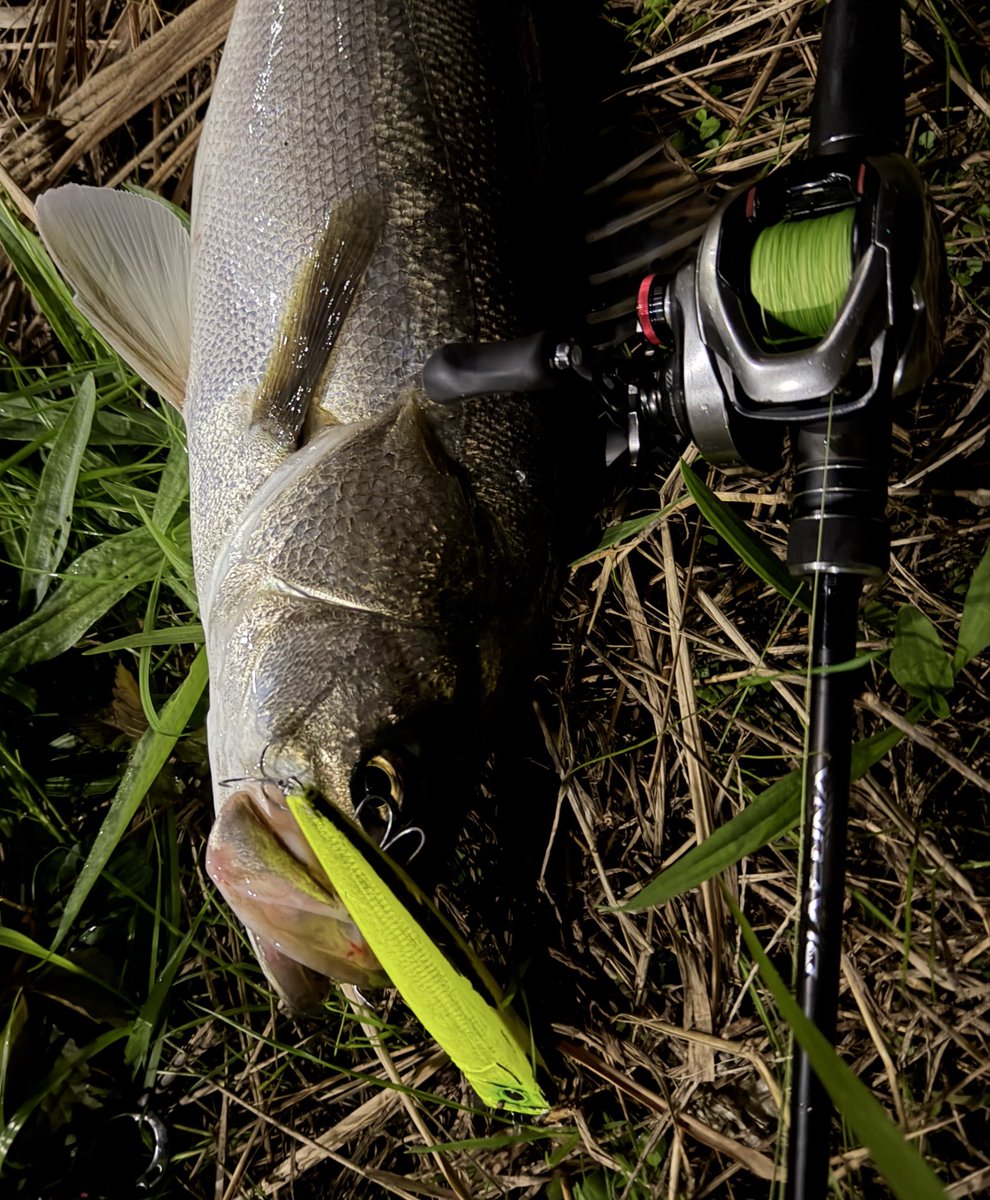 ブリブリの利根川ランカー‼️🔥
OSPのウェイクベイト　モーゼにて‼️

マットチャートがお気に入り！
#osp #モーゼ　#シーバス　#利根川