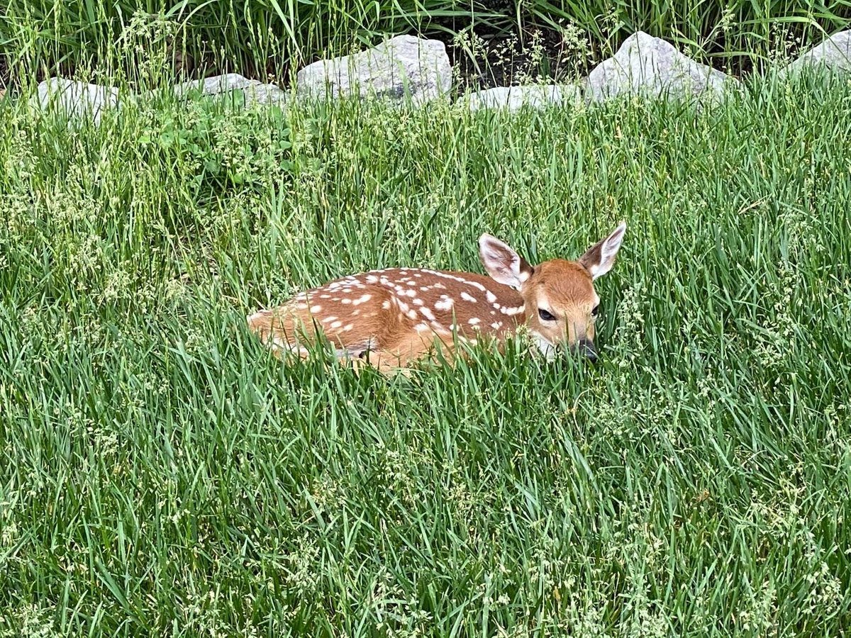 Ingrid Lemme tweet media