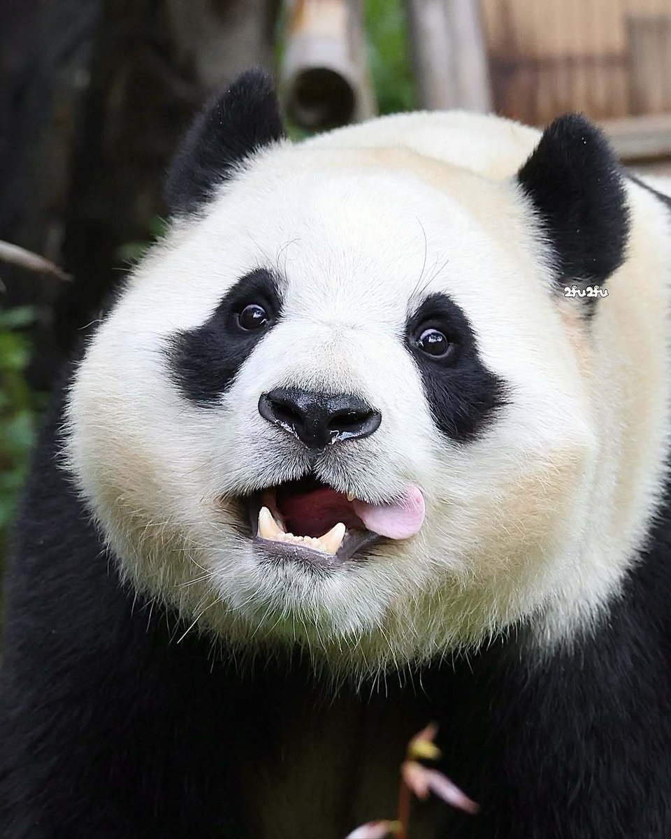 たんたんさん。ご確認お願いします タンタン - Search / X