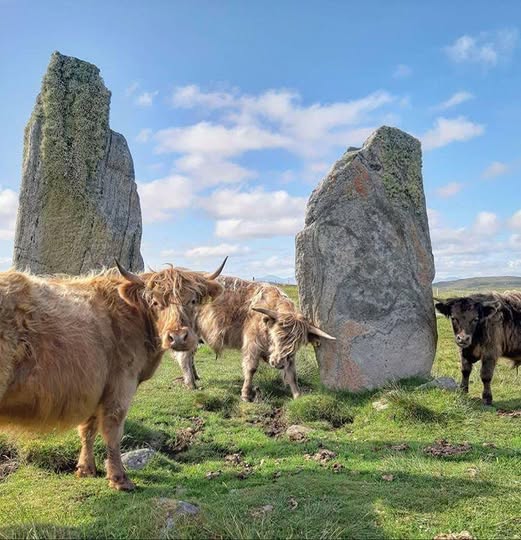 The Scottish Banner tweet media