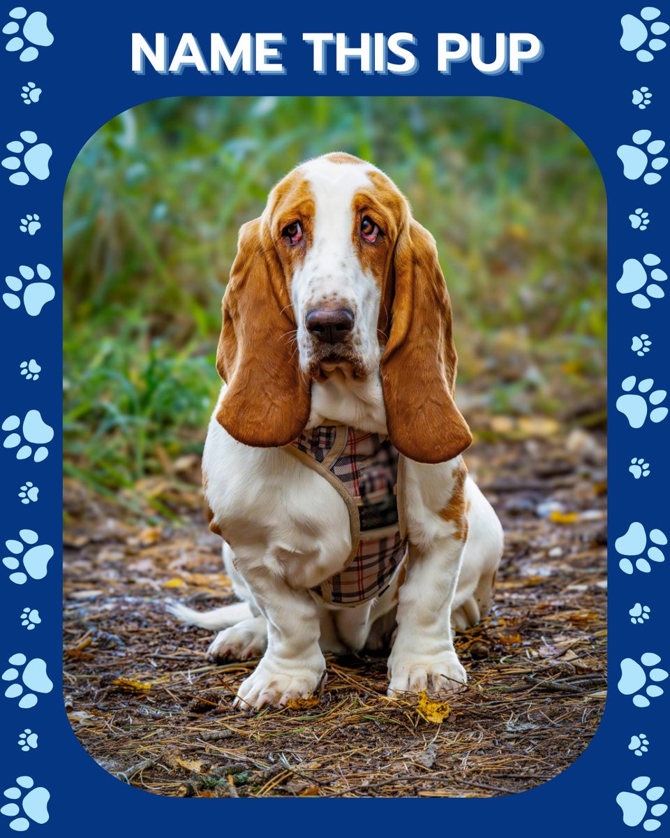 CATCHdogtrainer's tweet image. What's the perfect name for this pup?
- Droopy
- Flapjack
- Eeyore
- Walter
Comment below!
......
#CATCHCanineTrainersAcademy #DogTraining #DogTrainer #AnimalEducation #DogBreeds
