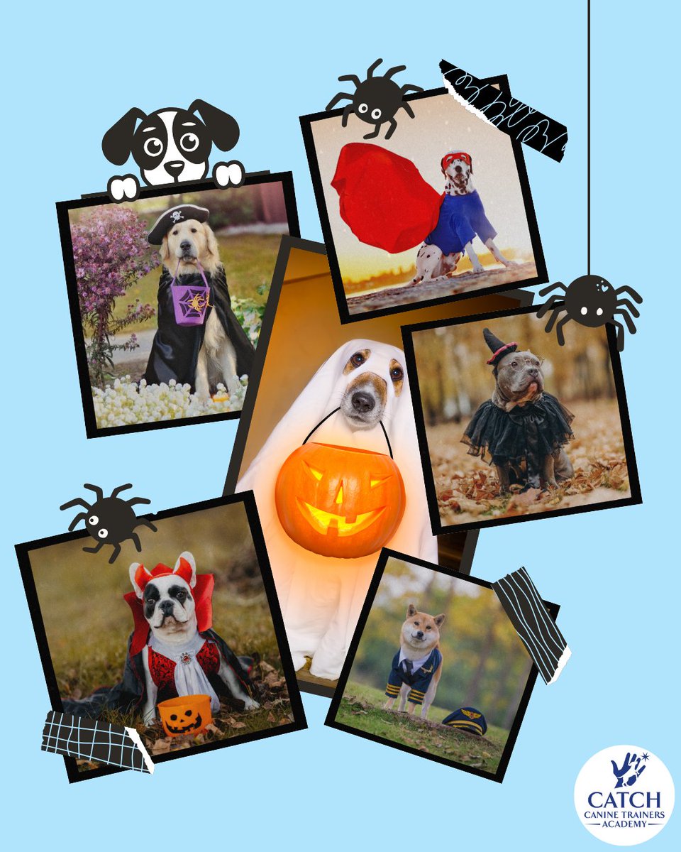 CATCHdogtrainer's tweet image. Cue the costumes! What's your dog dressing up as this year? 🎃
......
#CATCHCanineTrainersAcademy #DogTraining #DogTrainer #AnimalEducation #Halloween
