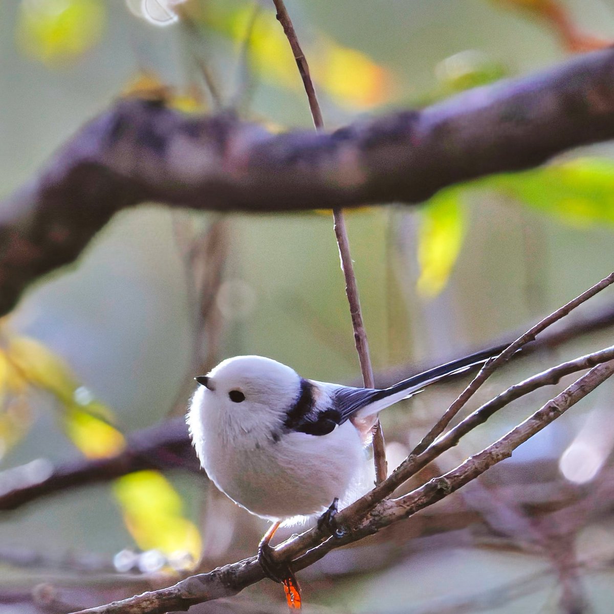 カズ@野鳥好き on X