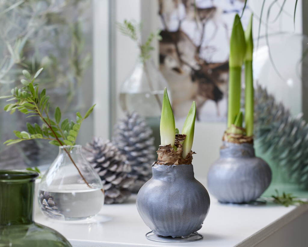 flowerbulbsrock's tweet photo. Waxed Amaryllis: Bloom Without Fuss 🌺 - https://t.co/Bw5w6rxdNn https://t.co/SKG3ttdY4E