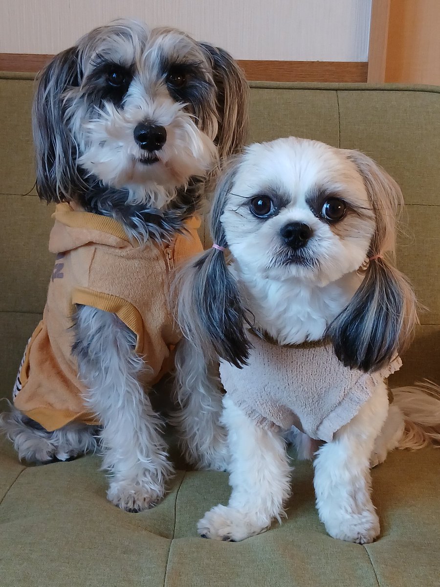 SOLD【数量限定】クリスマス飾り ⭐ わんちゃん ペアサンタ  シーズー SOLD【数量限定】クリスマス飾り ⭐ わんちゃん ペアサンタ シーズー