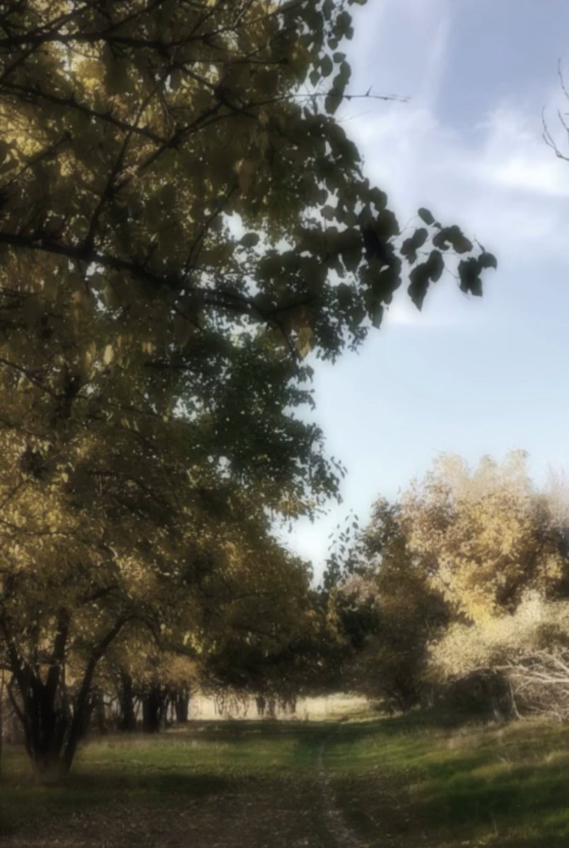 ForestOahu's tweet image. Some call it wood wide web, some call it web4. The point is, this is what the internet should feel like, but maybe it's sometimes better not to recreate creation.