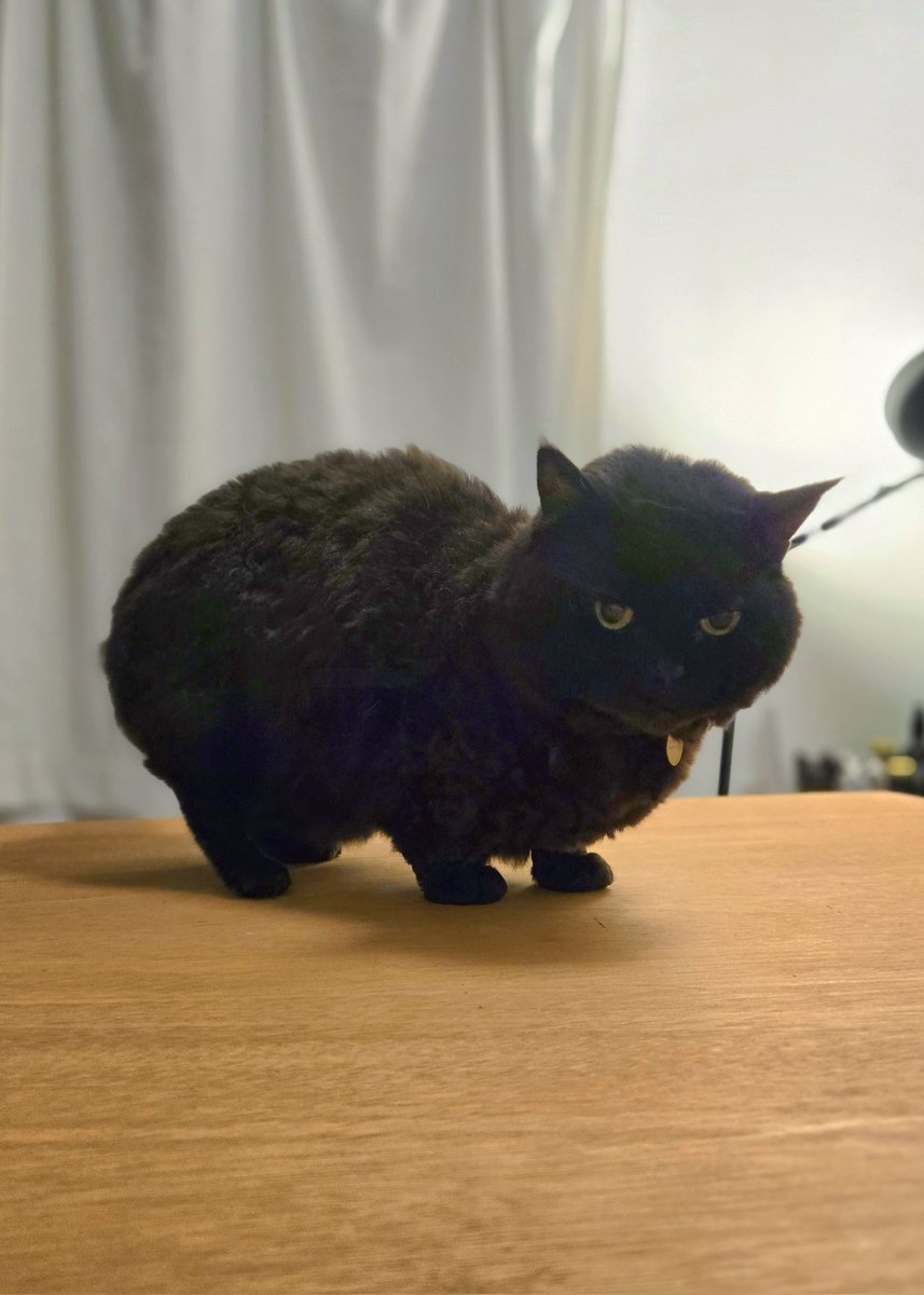 ラムキンのにゃむ+世話係コウ (@garaku1972) / Posts / X