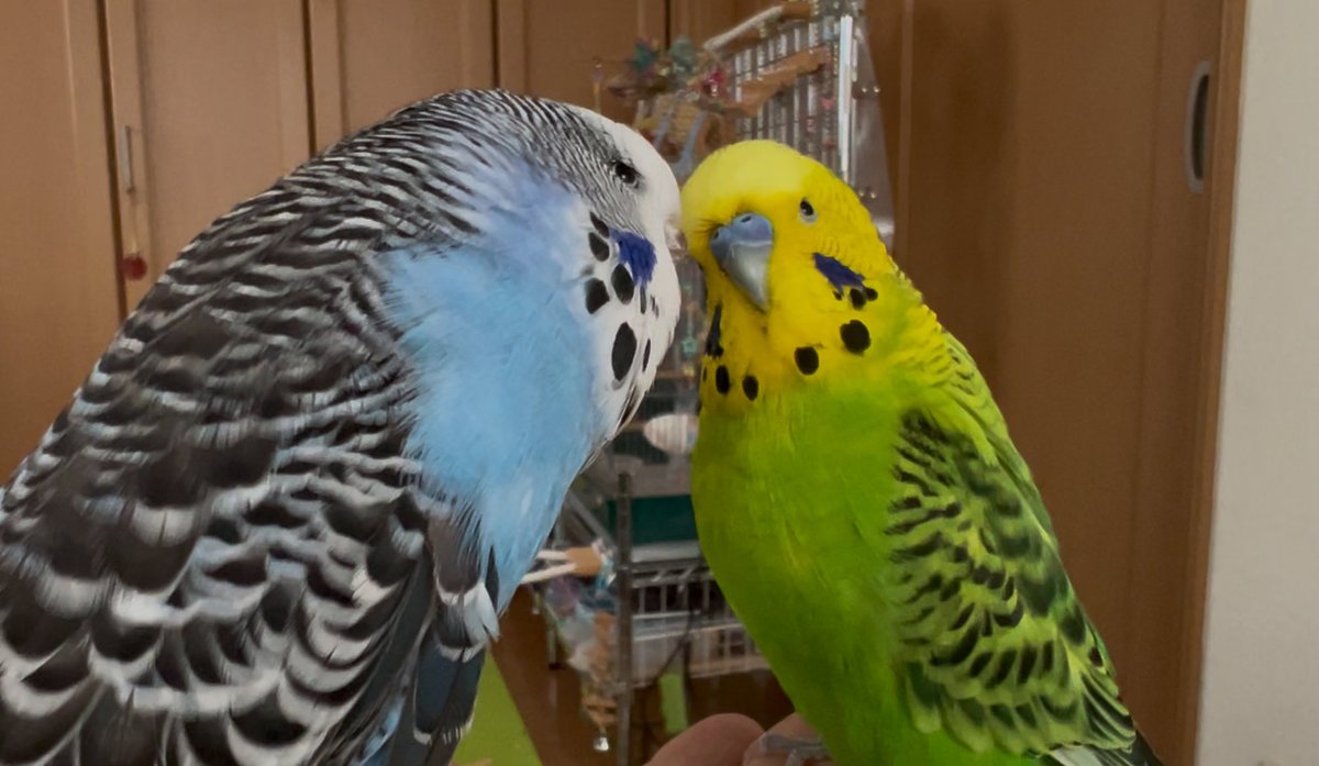 女子より小顔に写る男子