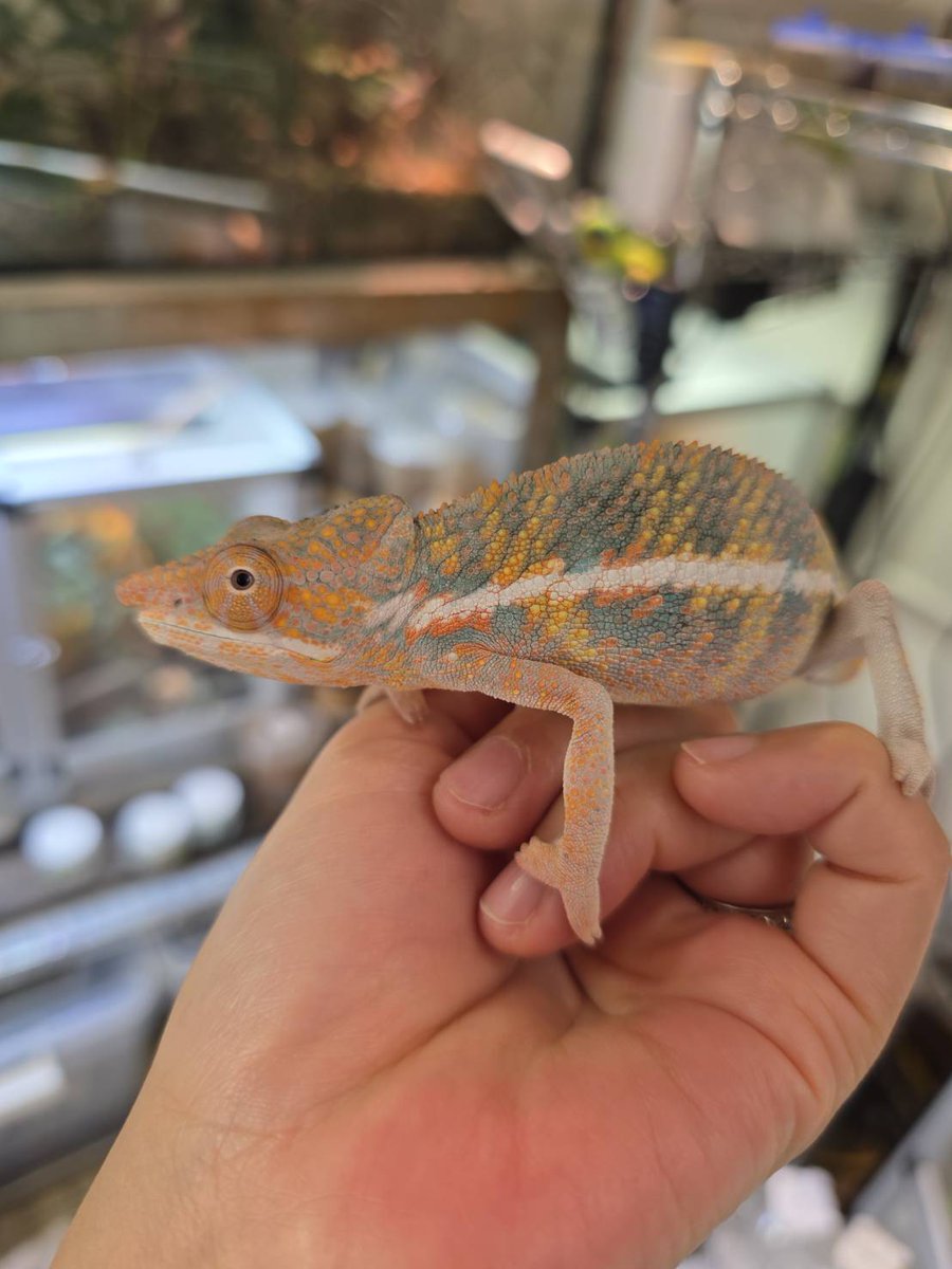 【KAMEREONページです】 避役好きオジ（かめおじ） (@donbay314) / Posts and Replies / X