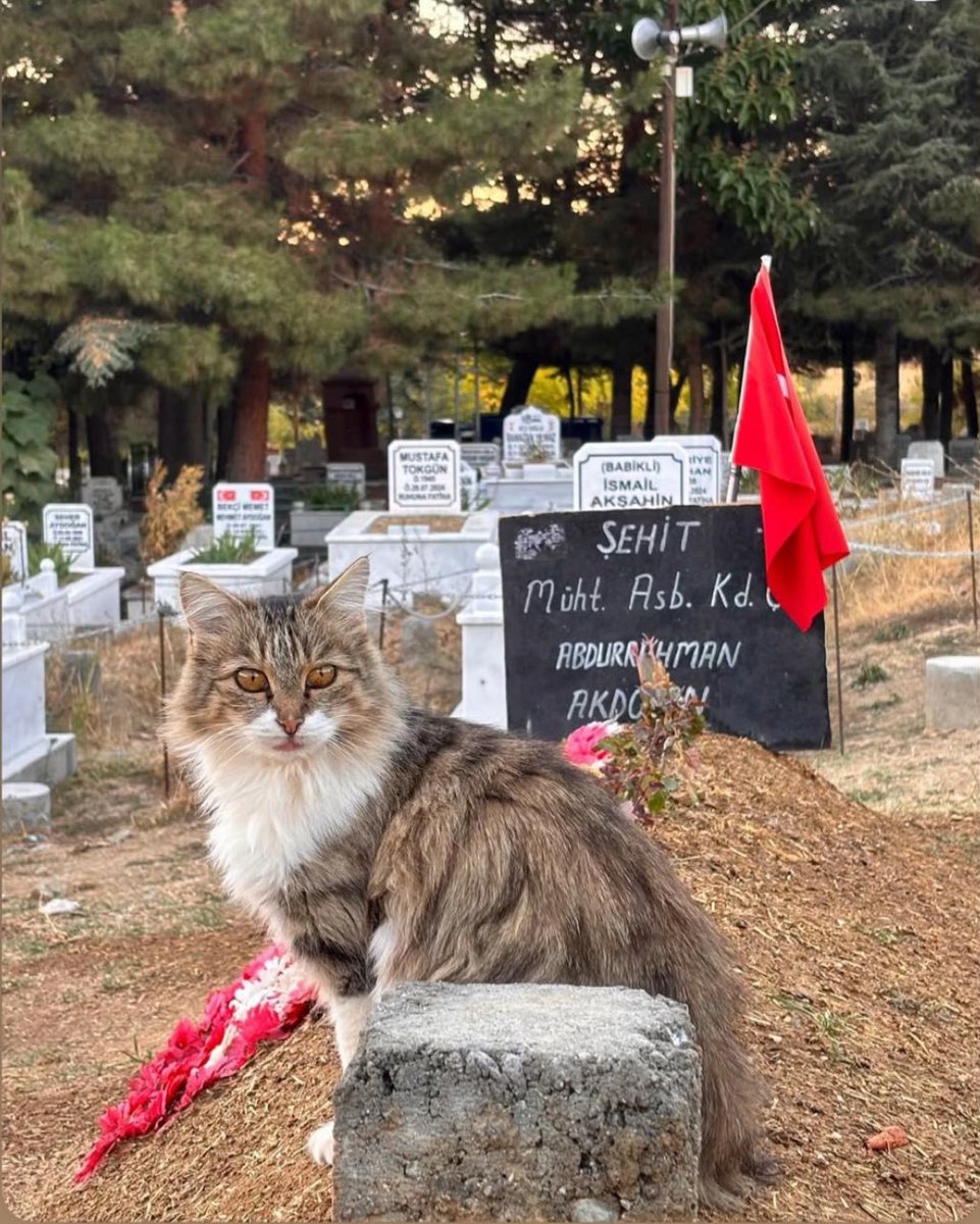 Cennetteki ilk doğum günün kutlu olsun Abdurrahman Abi 🇹🇷

#ŞehitAbdurrahmanAkdoğan