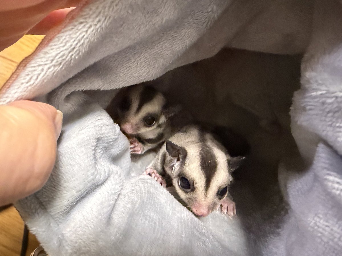 黄藤＠きなこと仲間たち on X