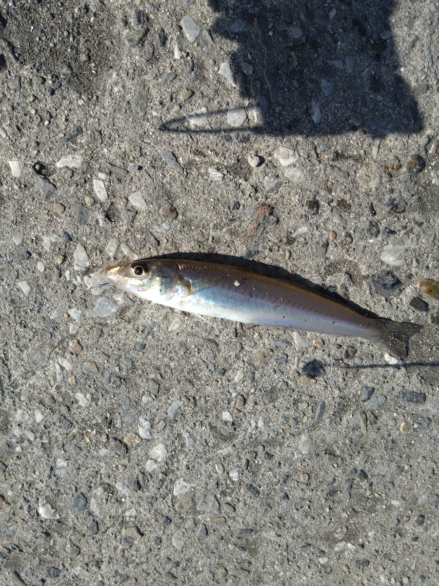 極上人物に鯛根付　22g 東Y7-0903⭐︎2F 極上人物に鯛根付 22g 東Y7-0903⭐︎2F 極上人物に鯛根付 22g 東