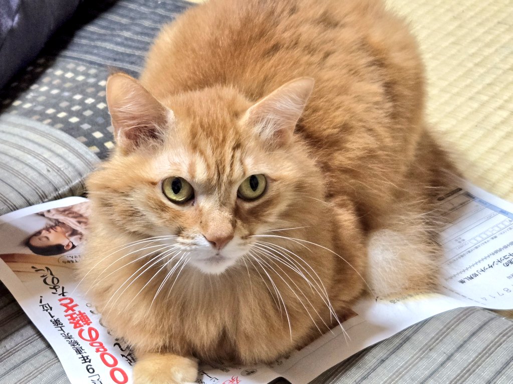 oranche3_21's tweet photo. 我が家のみかんは
広告や新聞が好きだ😸
といって読む訳ではなく
座布団代わりに上に乗り
休憩する😪
そんな時呼び掛けると
｢用もないのに呼ぶな‼️｣
と眼光鋭く睨む。

眼光・・
と言えばかおり姉💘
｢素敵な金縛り｣を体験しに
かおりBIRTHDAY🎂
是非ともお越し下さい🙏

https://t.co/4ciKreUe4w https://t.co/GvtmVJfOiq