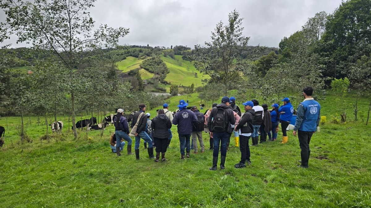 Las experiencias de la Red de Fincas Silvopastoriles de Nariño demuestran la importancia de la Ganadería Sostenibles para lograr una #MejorProducción y un #MejorAmbiente en los territorios del suroccidente Colombiano 🐄 #VidaLáctea #RedLecheraDelCauca🥛