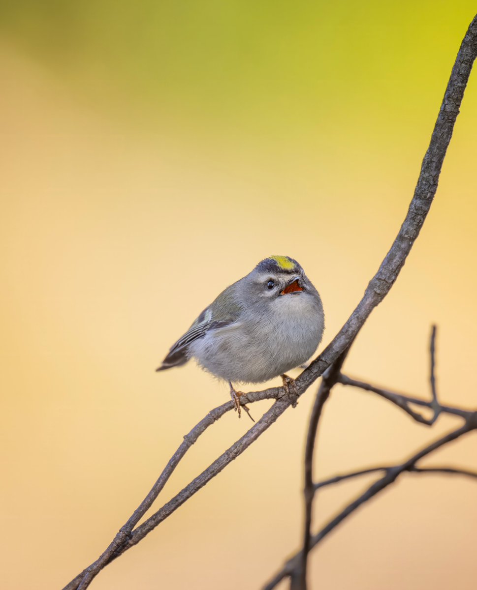 JocAPhotography's tweet photo. Golden-crowned Kinglets frequently call to stay in contact with each other. This wee one is giving the high pitched "see see see" contact call. https://t.co/EAx8naNxbh