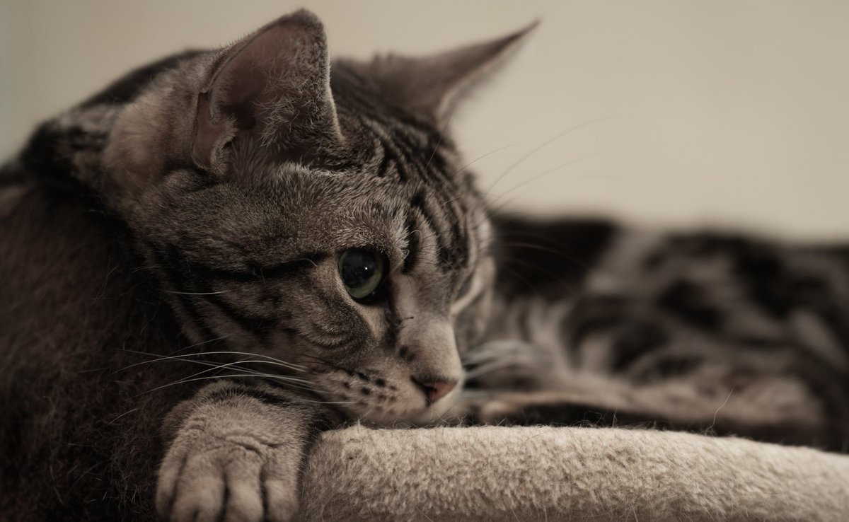 ばろん 25SS_kuropan_package_ 462067