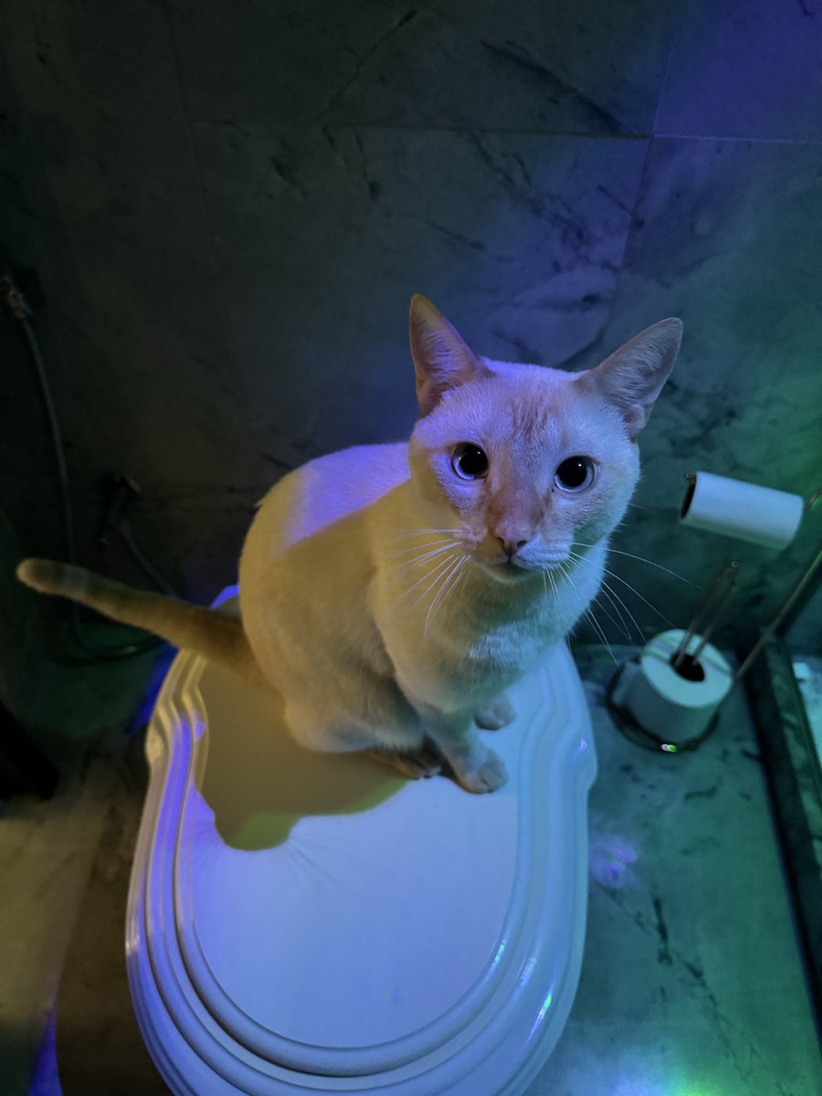 hwangmetal's tweet photo. quando vc quer ir no banheiro mas encontra o seu gato te olhando assim em cima do vaso https://t.co/797WTNfZcP