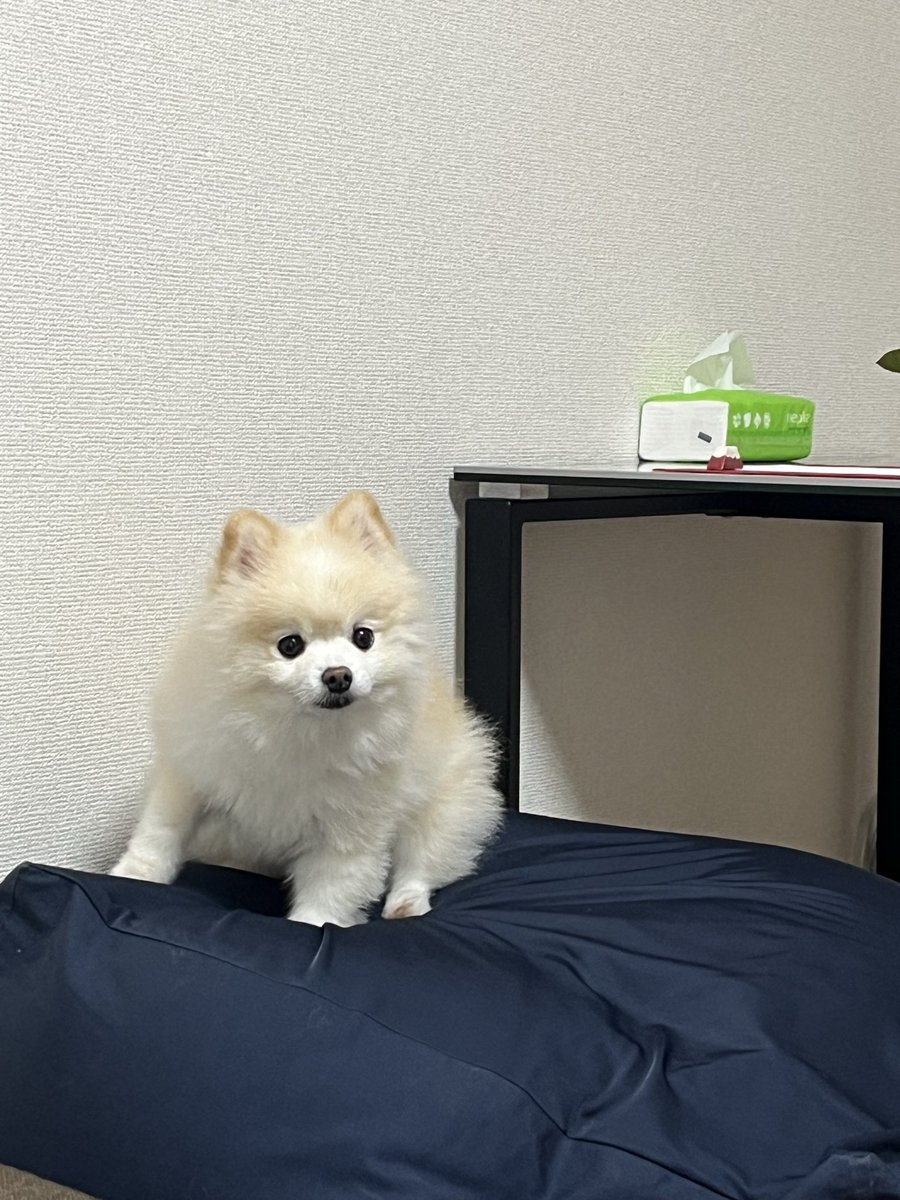 ぽんすけ大先生 (@yuyuyuyumee) / Posts / X