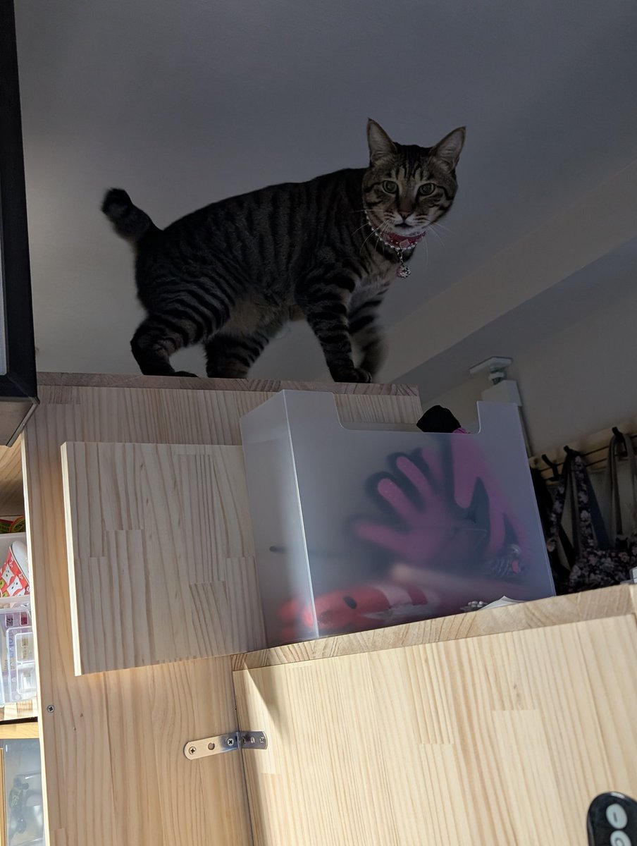 豆大福 on X 豆大福 on X