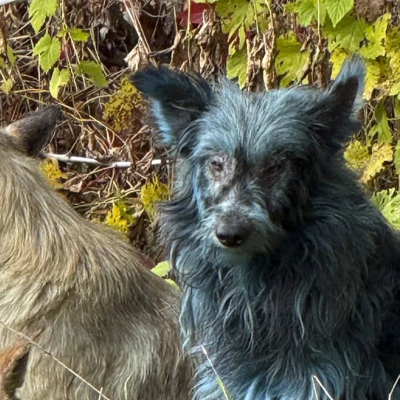 Durante una jornada de esterilización, la organización Dogs of Chernobyl halló tres perros azules dentro de la zona de exclusión nuclear en Ucrania.

Según los expertos, el tinte sería temporal e inofensivo, probablemente causado por contacto con restos industriales o químicos, y