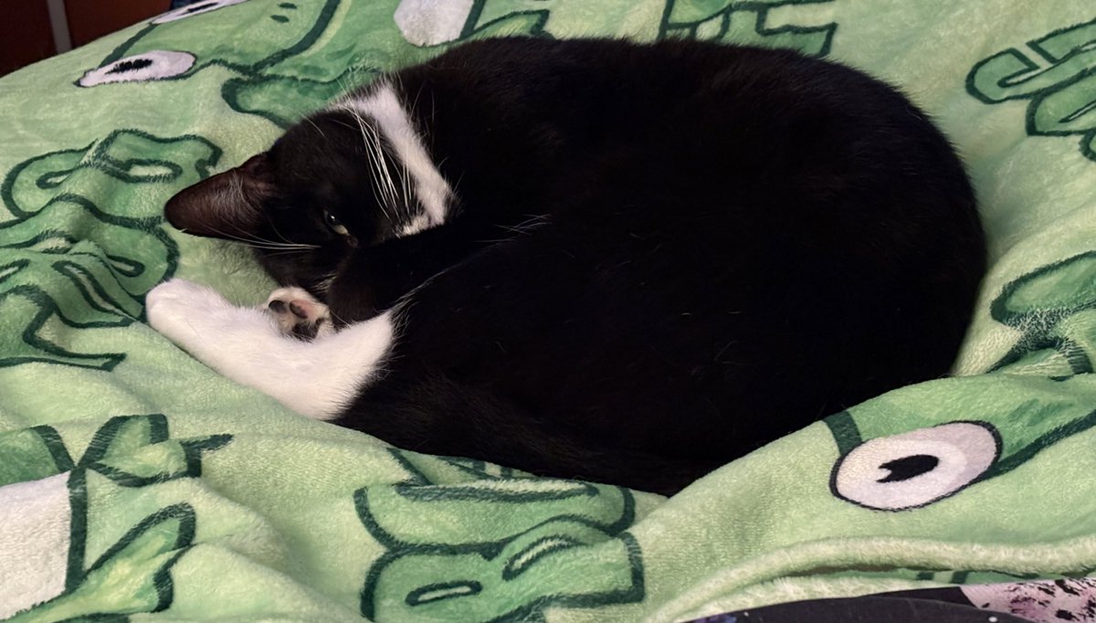 Mummy has the coughs and sneezes 😿 I’ve been keeping an eye on her from a distance 😻